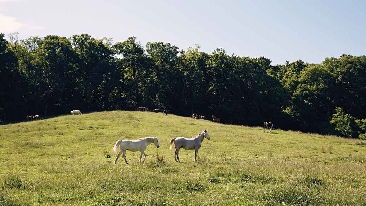 Horses in a field