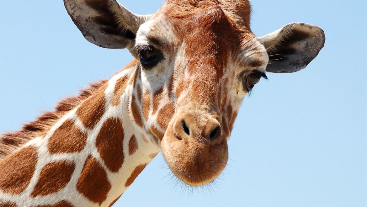 Giraffe
