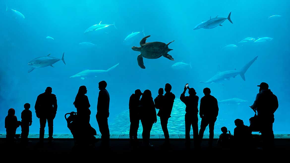 Georgia Aquarium