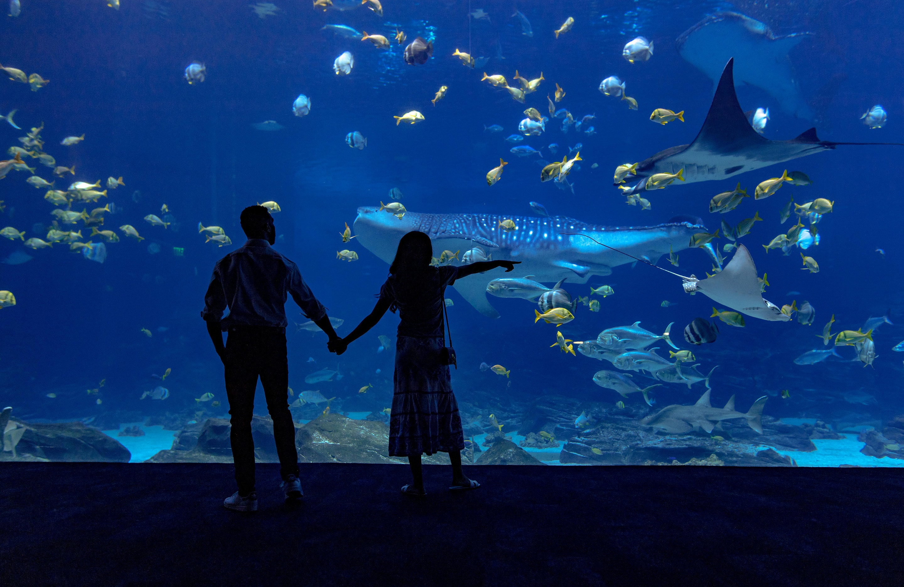 People looking at fish in aquarium.