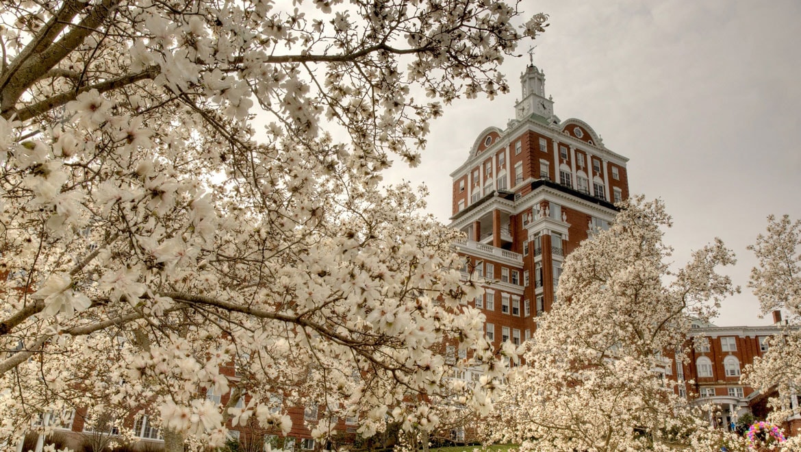 Trees in full bloom.