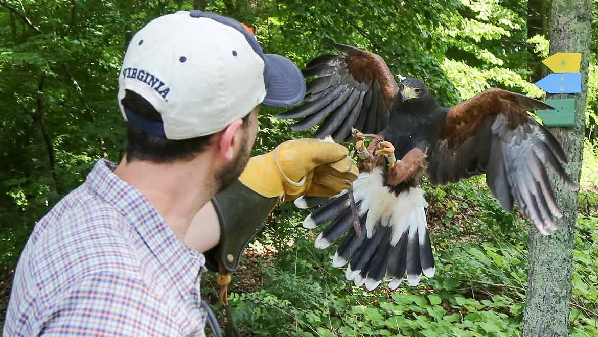 Flacon retrieving food from a man at Omni Homestead Resort Falconry 