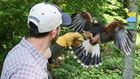 Flacon retrieving food from a man at Omni Homestead Resort Falconry 