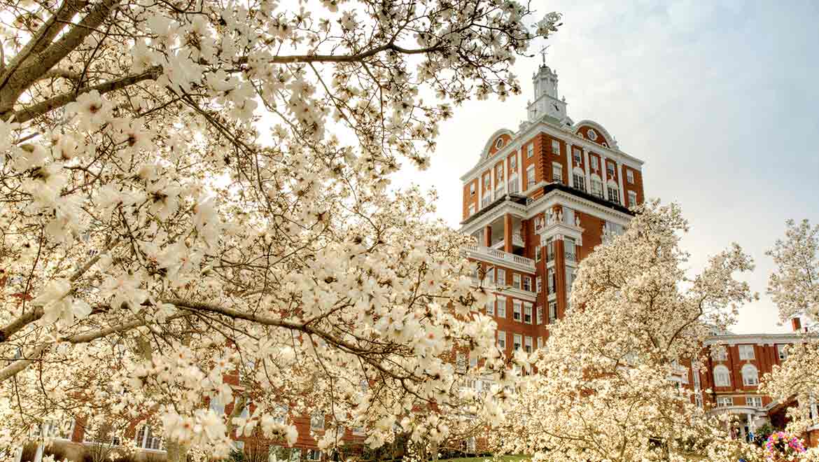  Spring blooms on tree