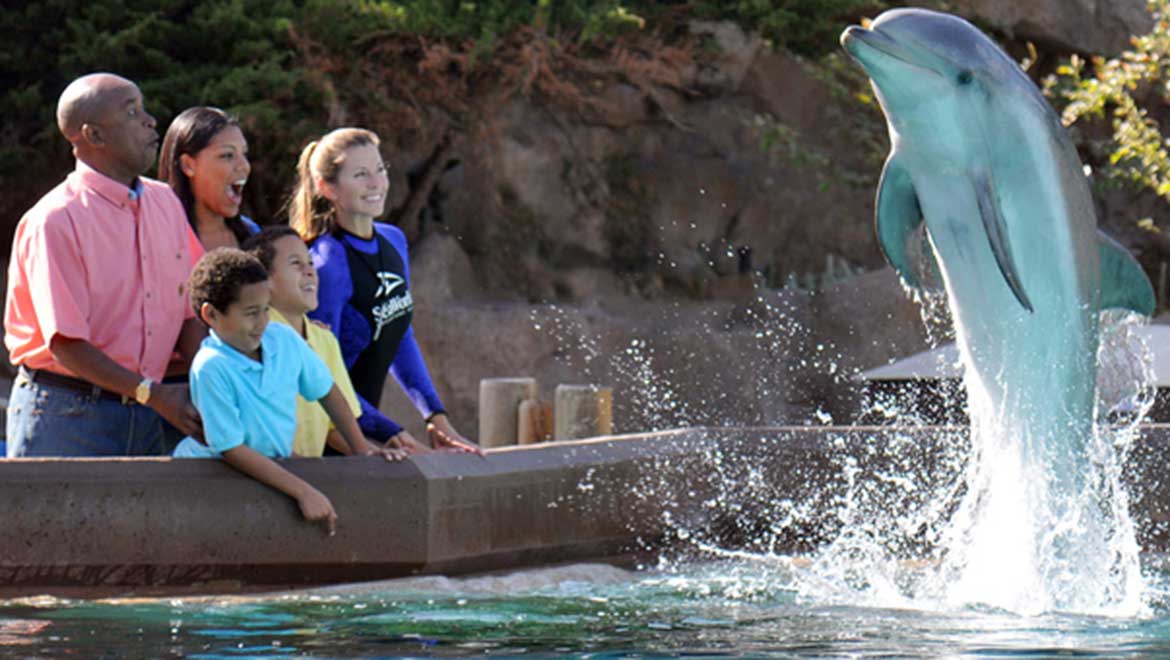 Dolphin diving